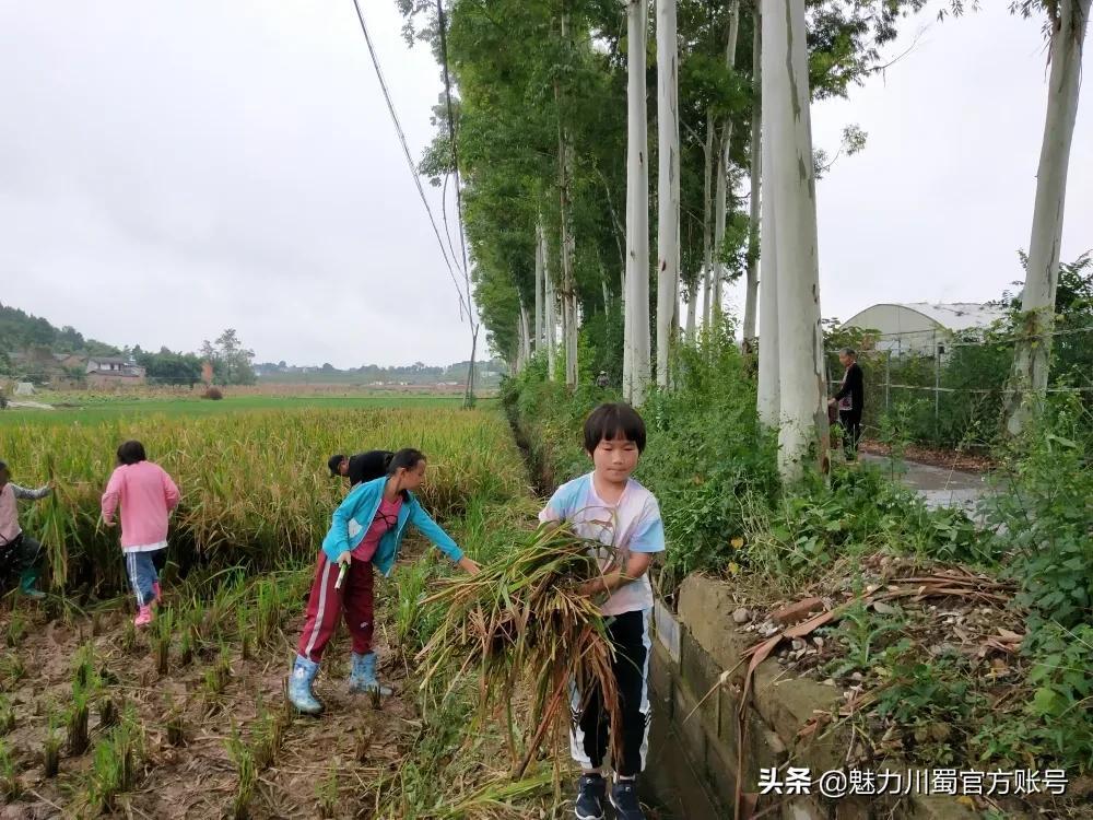 雙語教師如何通過協作解決課程設計中的問題