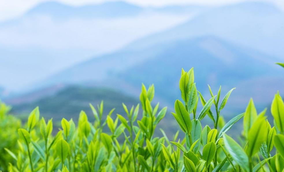 山東省高等職業(yè)教育茶樹栽培與茶葉加工專業(yè)教學指導方案評審會在我院召開