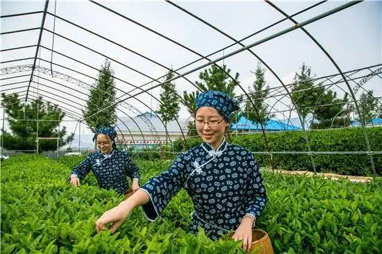 我院組織召開山東省高等職業(yè)教育茶樹栽培與茶葉加工專業(yè)教學指導方案評審會