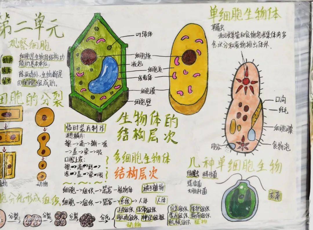 孟津?qū)W校六年級秋季實(shí)踐活動(dòng)，探索食品生物科學(xué)，感知農(nóng)場微觀世界